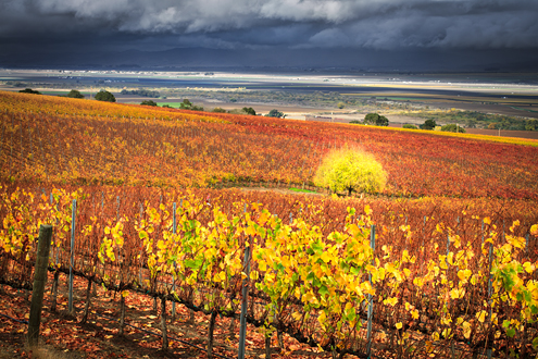 vineyard_fall_colors_2.jpg
